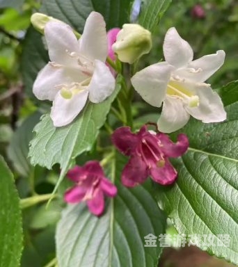 国产，欧洲野花视频首曝，惊艳亮相国际花卉展览