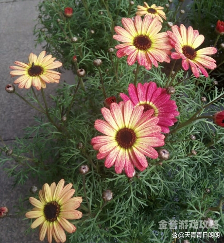 青青日韩无码一区二区，新闻资讯文章标题青青青 日久干草