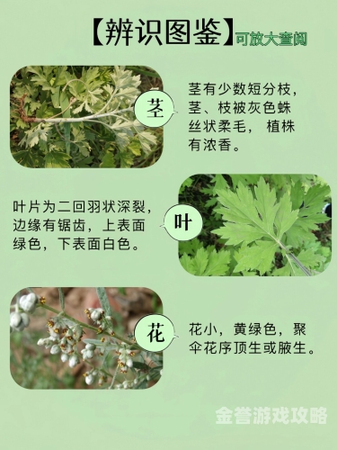 艾草精品视频一区二区艾草精品视频，探寻艾草的神秘魅力