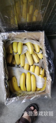 精品久久香蕉国产线看观看精品久久香蕉国产线，国产香蕉产业新篇章
