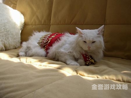 久久AV老女人综合网久久AV老女人综合网，角色与内容概述